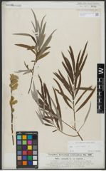 Foto von Salix viminalis L.